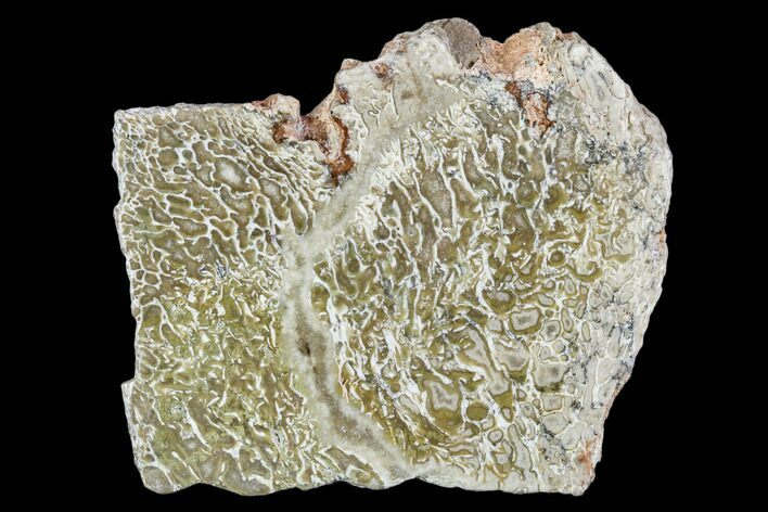 Polished Dinosaur Bone (Gembone) Section - Morocco #107113
